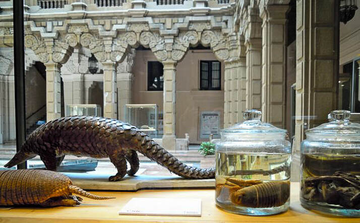 Quirky, oddball Seville, Spain / Little Science Museum of Horrors / Karen McCann / EnjoyLivingAbroad.comPicture