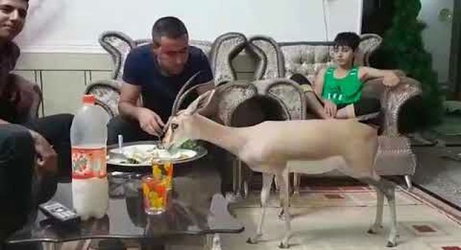 Pet gazelle / I am an expat because I love my country / Karen McCann / EnjoyLivingAbroad.com