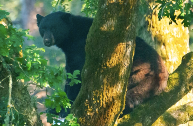 San Anselmo Bear / Bear-Proofing Our House & Other Reasons I've Got the Collywaddles / Karen McCann / EnjoyLivingAbroad.com